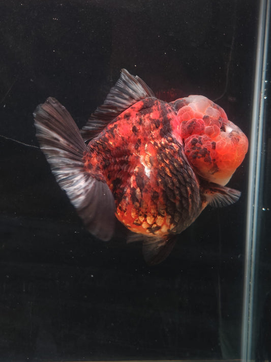 SHOGUN Red Tiger ORANDA Male 5in
