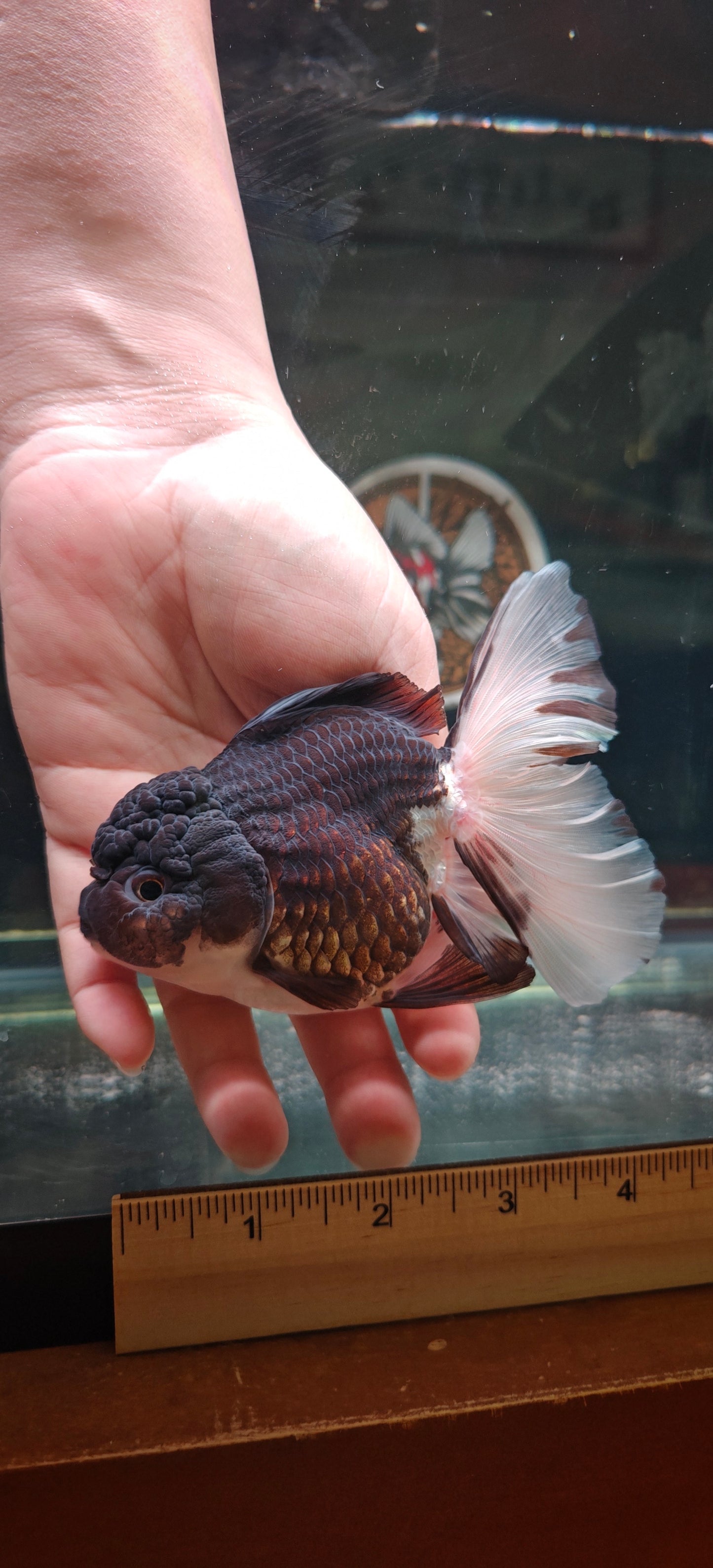 Orchid Tails Panda ORANDA 5in Female
