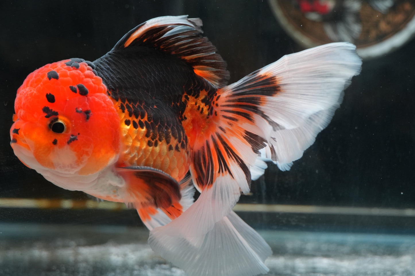 Tricolor ORANDA Male 5in