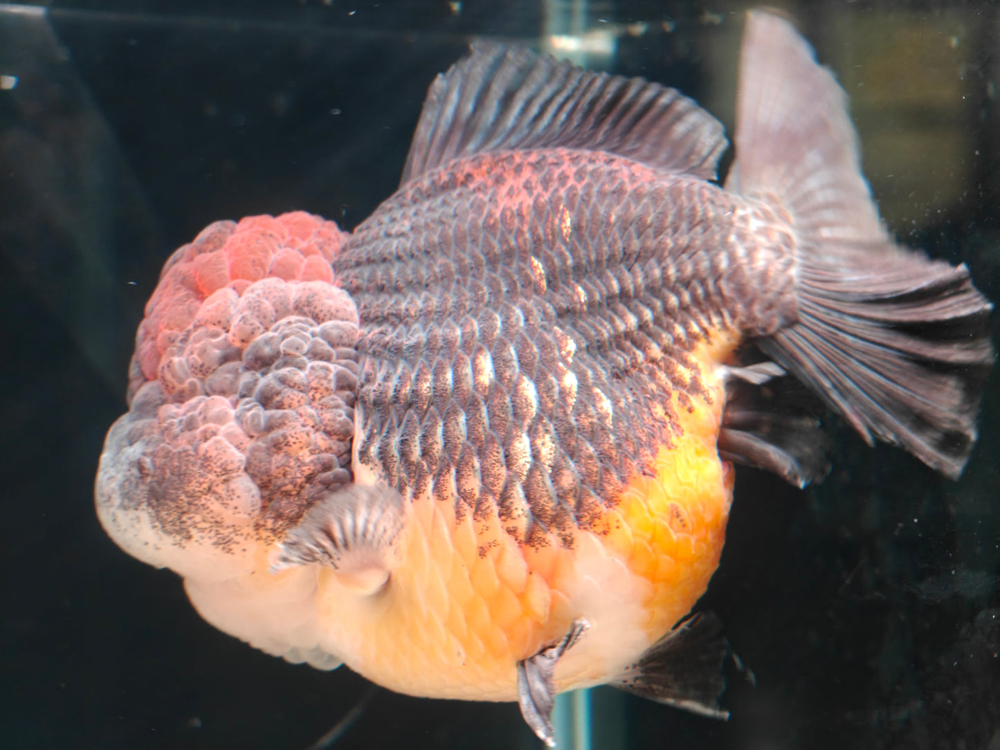 SHOGUN Apache Big Cheek  ORANDA Male 5in