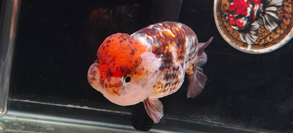 Calico LIONCHU 5.5in Female