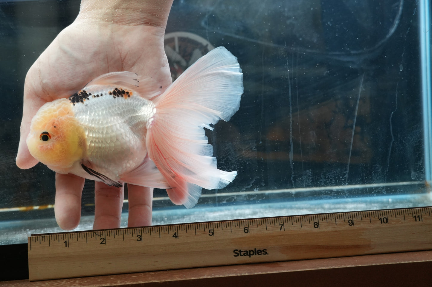 White Panda ORANDA Male 5.75in