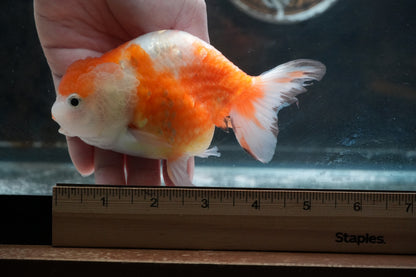 Red White LIONCHU 4.75in Male