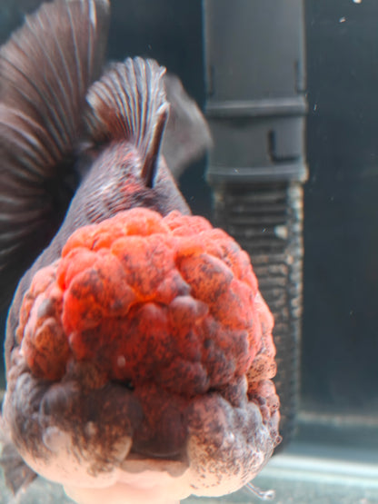 SHOGUN Apache Big Cheek  ORANDA Male 5in