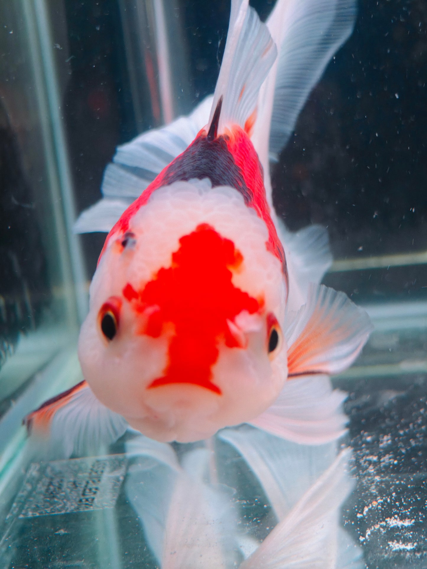 Candy Colors ORANDA 5in Female