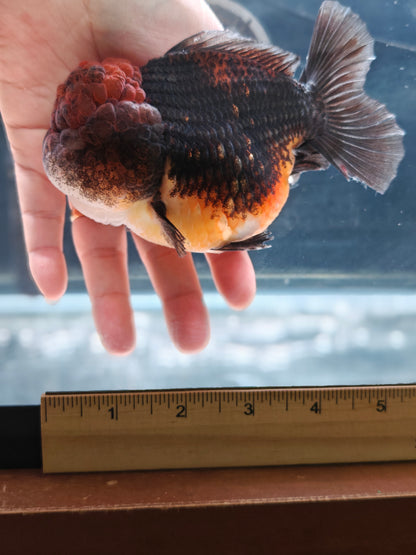 SHOGUN Apache Big Cheek  ORANDA Male 5in