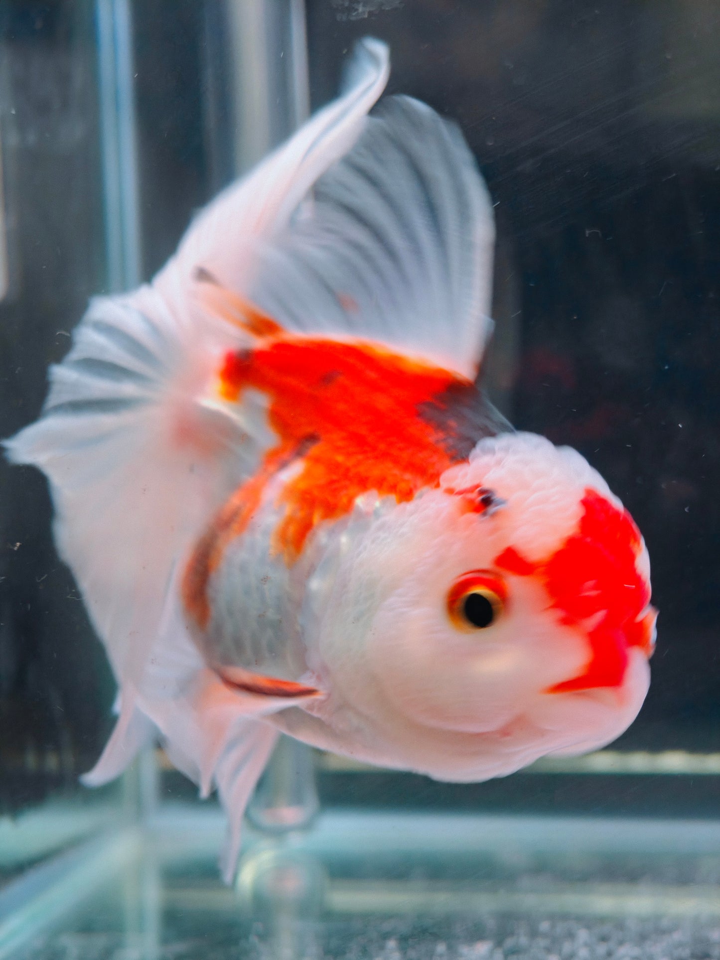 Candy Colors ORANDA 5in Female