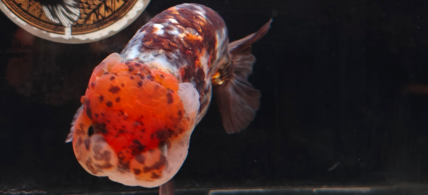 Calico LIONCHU 5.5in Female