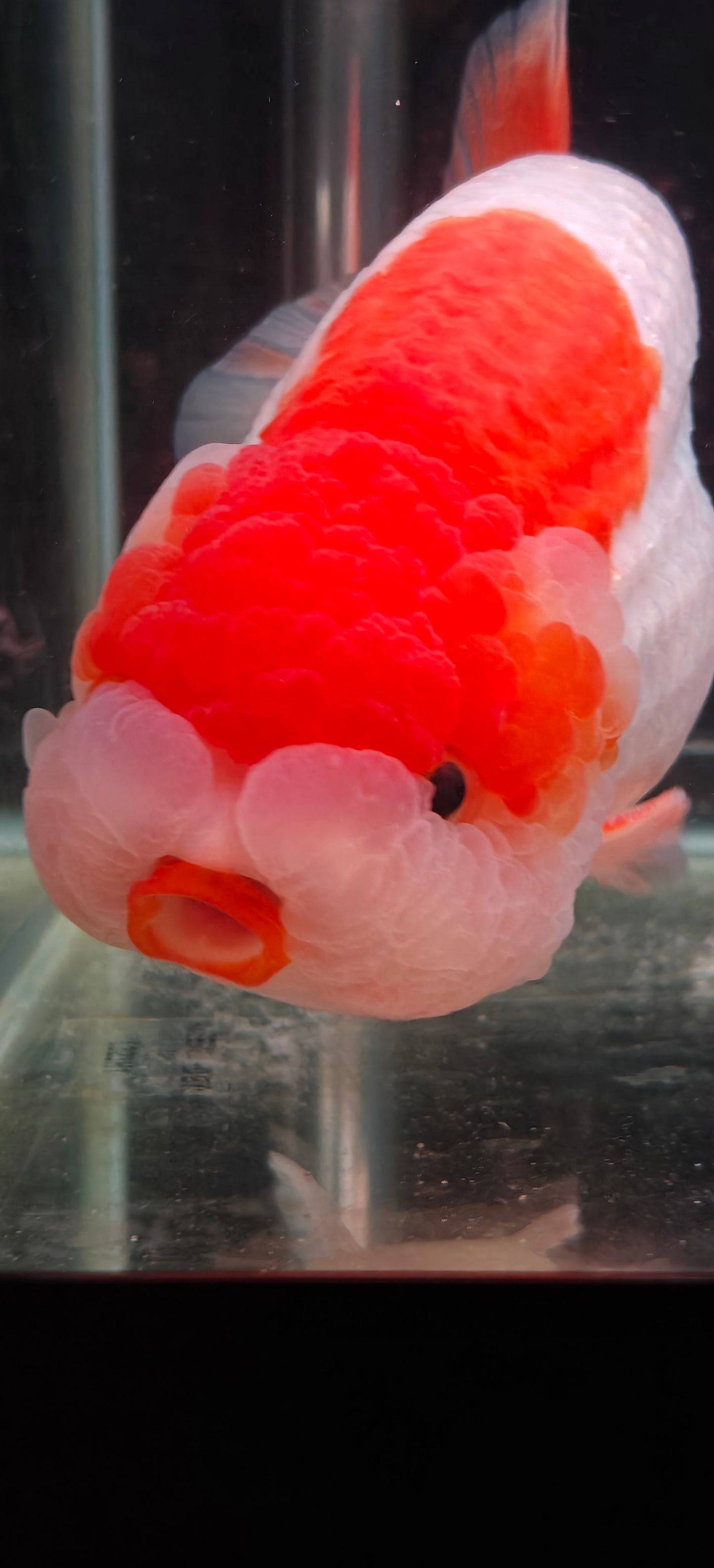 Red Lips LIONCHU 5.5in Male