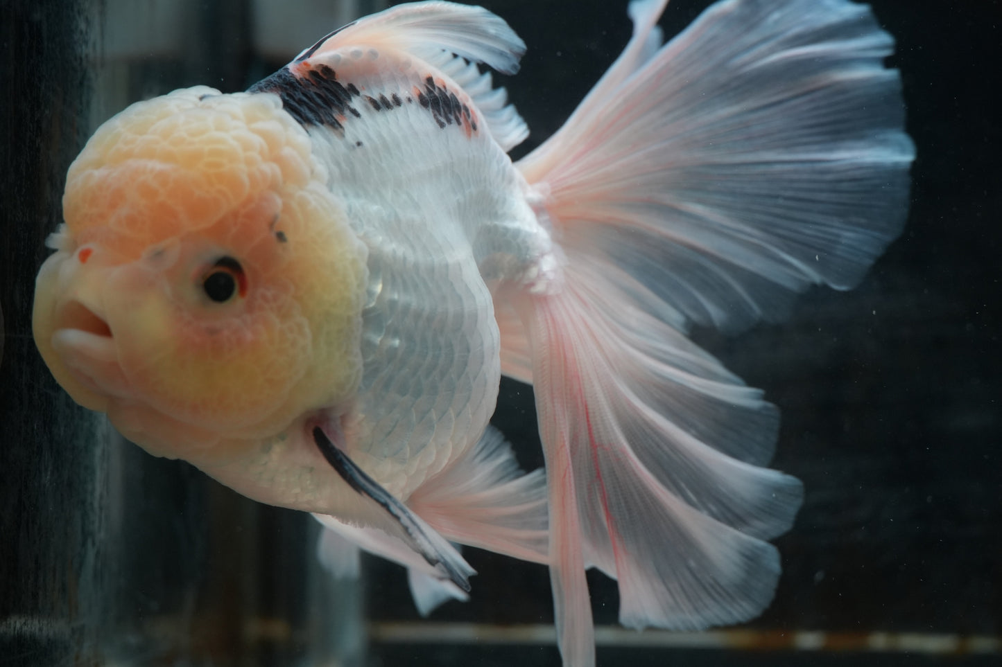 White Panda ORANDA Male 5.75in