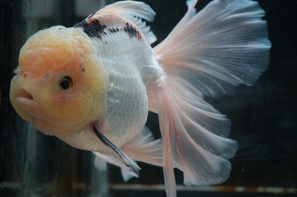 White Panda ORANDA Male 5.75in
