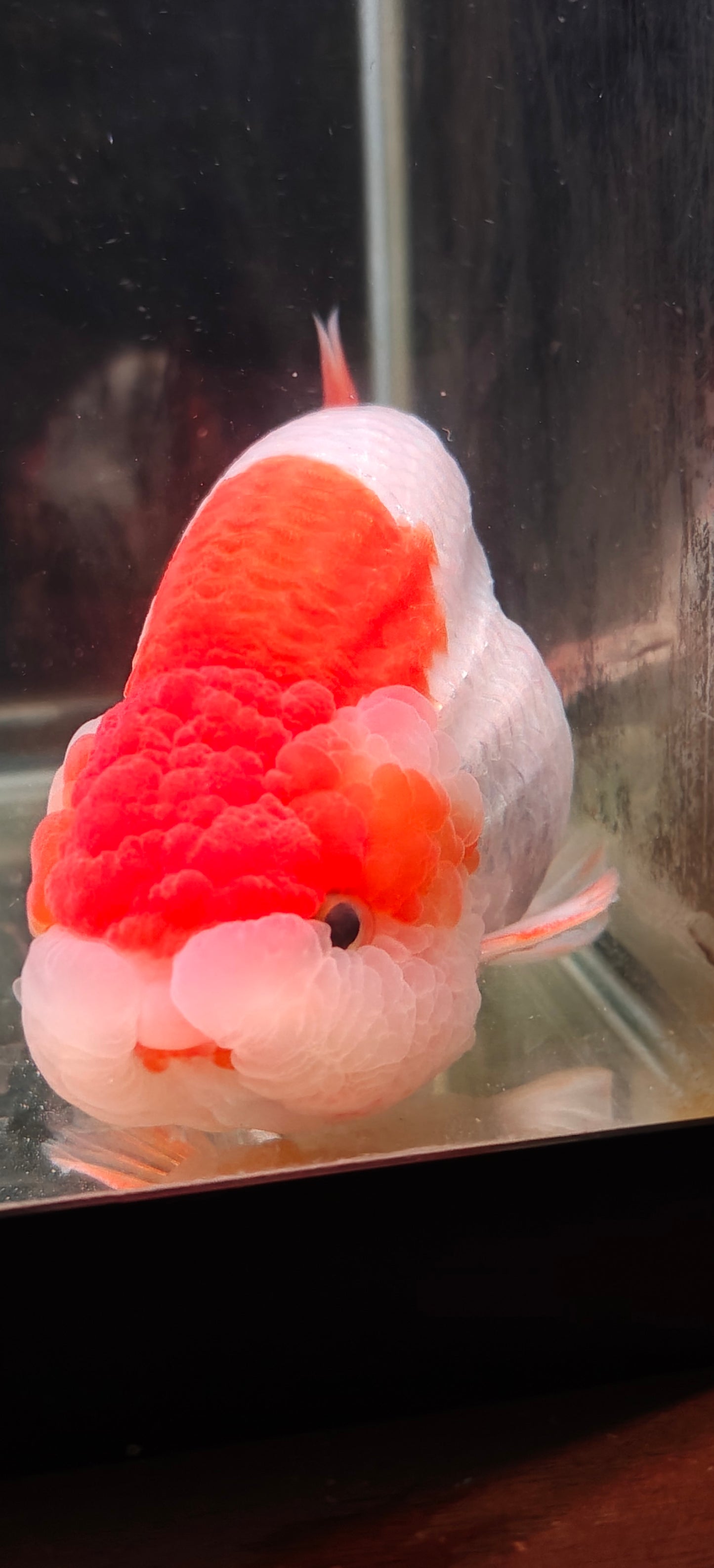 Red Lips LIONCHU 5.5in Male