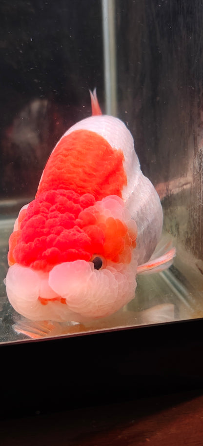 Red Lips LIONCHU 5.5in Male