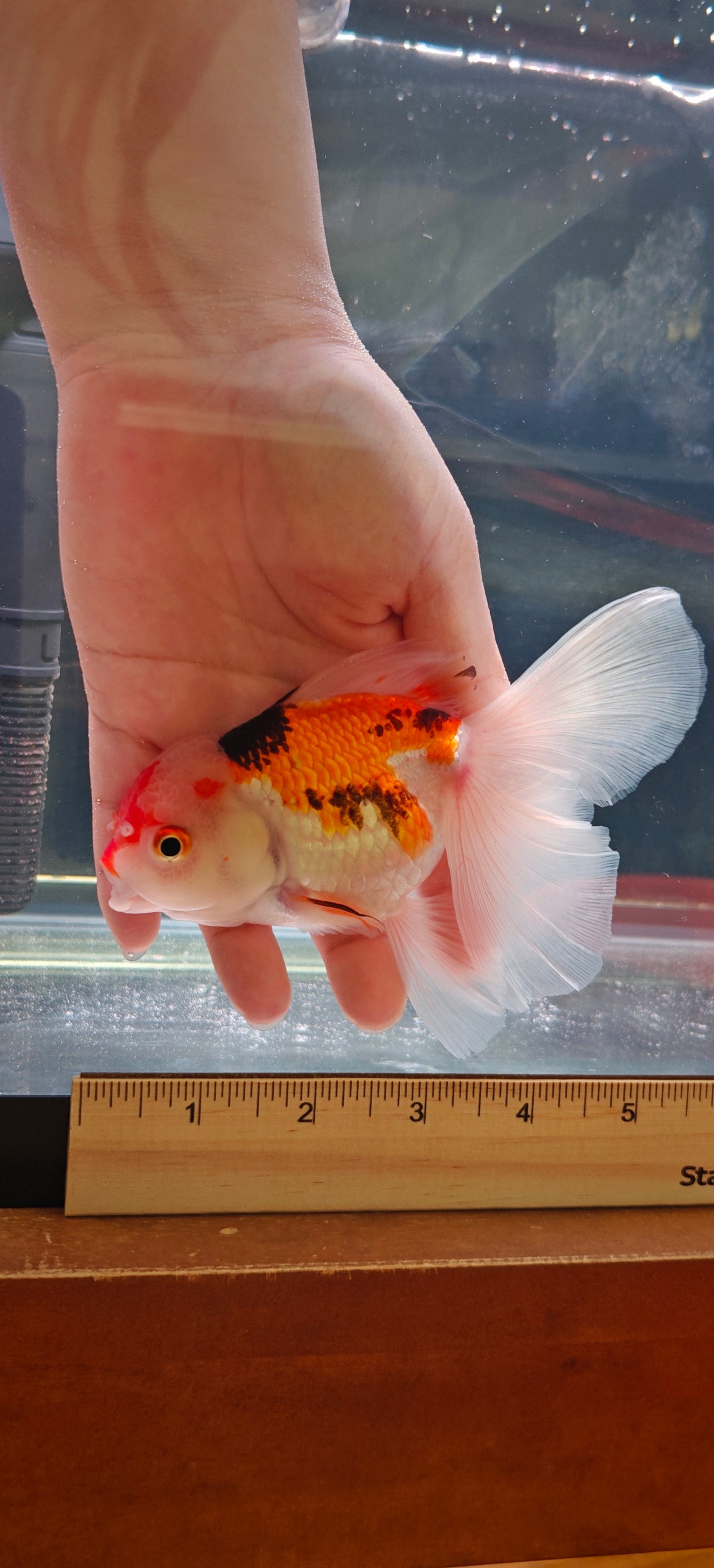 Candy Colors ORANDA 5in Female