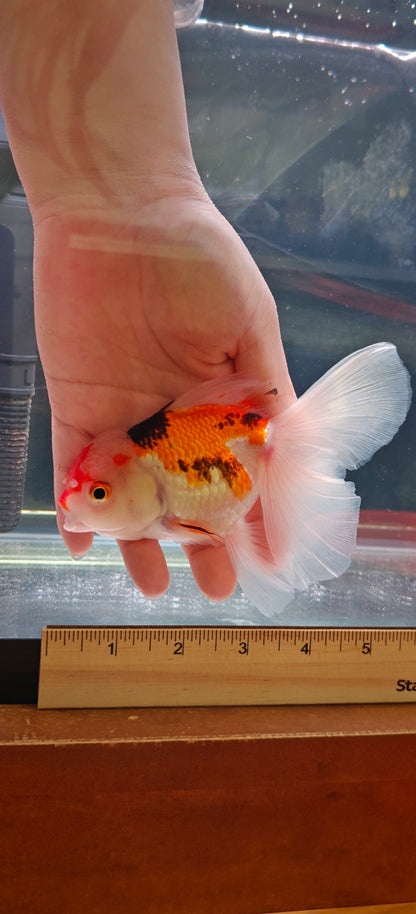 Candy Colors ORANDA 5in Female