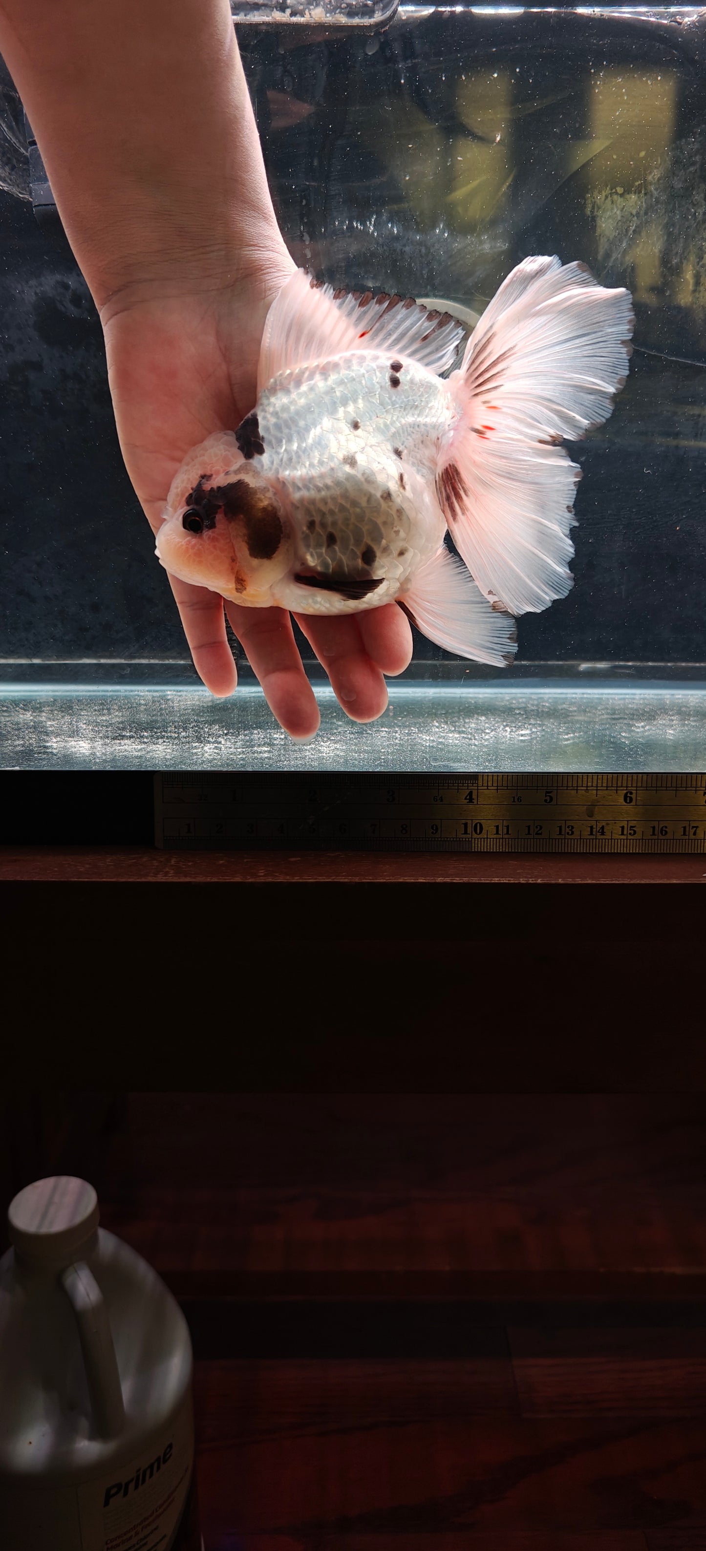 White Panda ORANDA Male 5.5in
