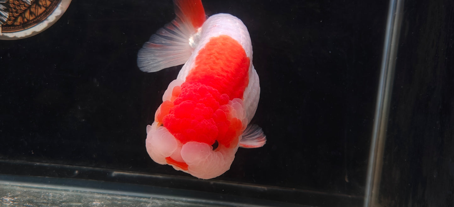 Red Lips LIONCHU 5.5in Male