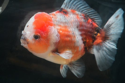 SHOGUN Calico ORANDA Male 4.5in