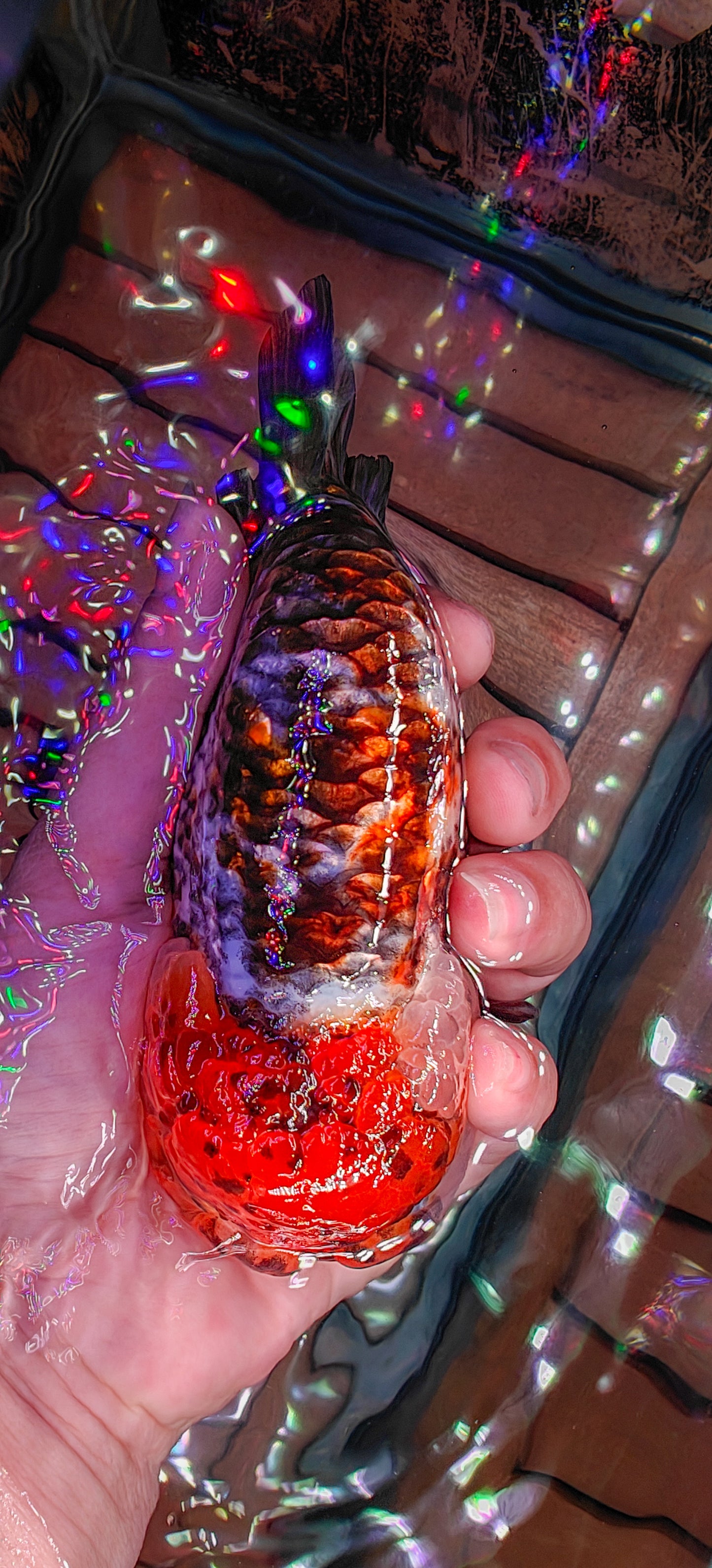 Calico LIONCHU 5.5in Female