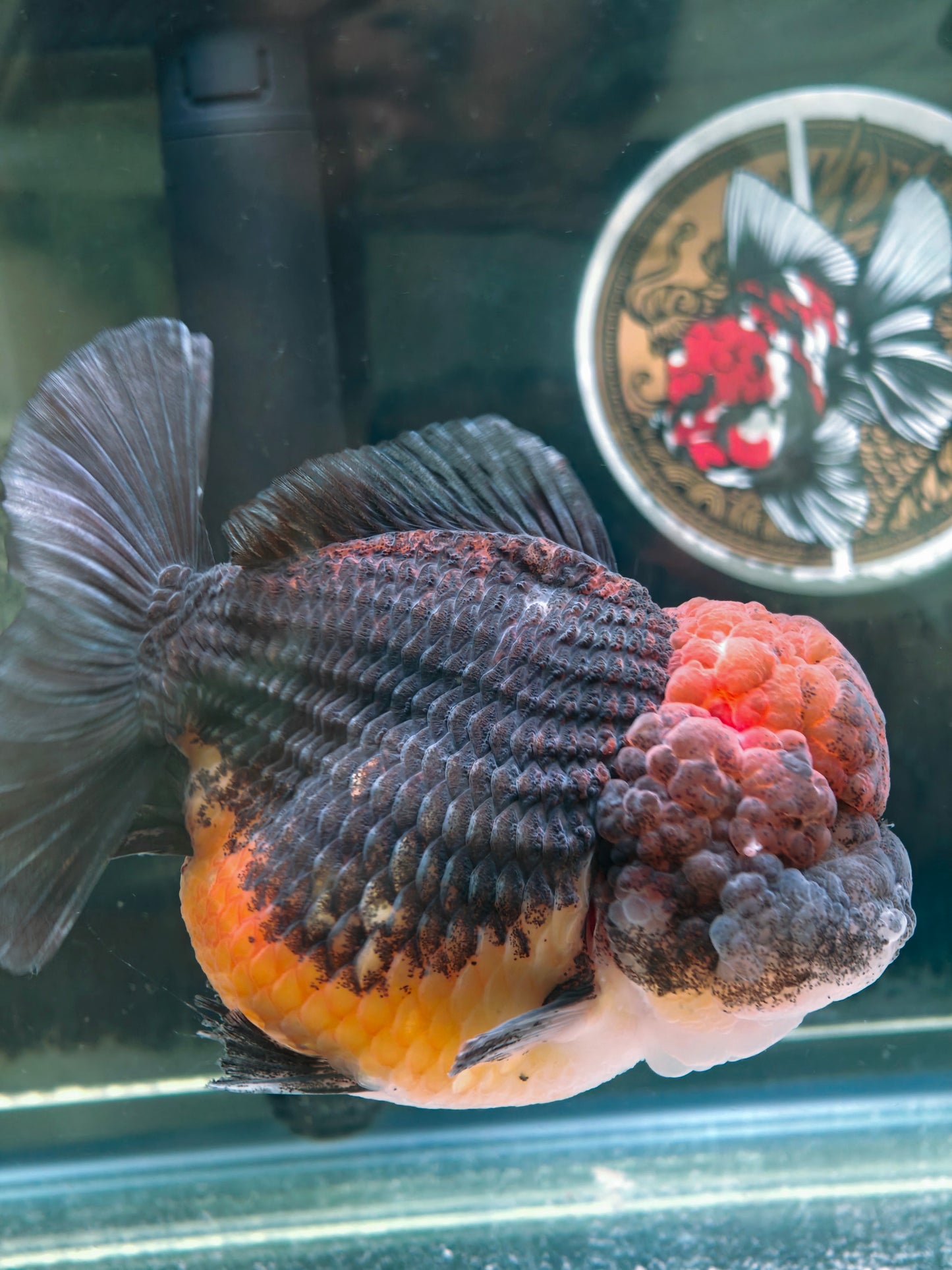 SHOGUN Apache Big Cheek  ORANDA Male 5in