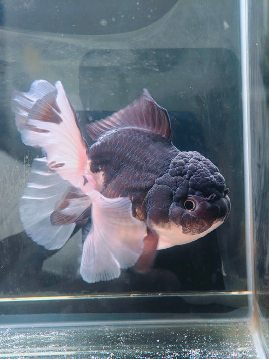 Orchid Tails Panda ORANDA 5in Female