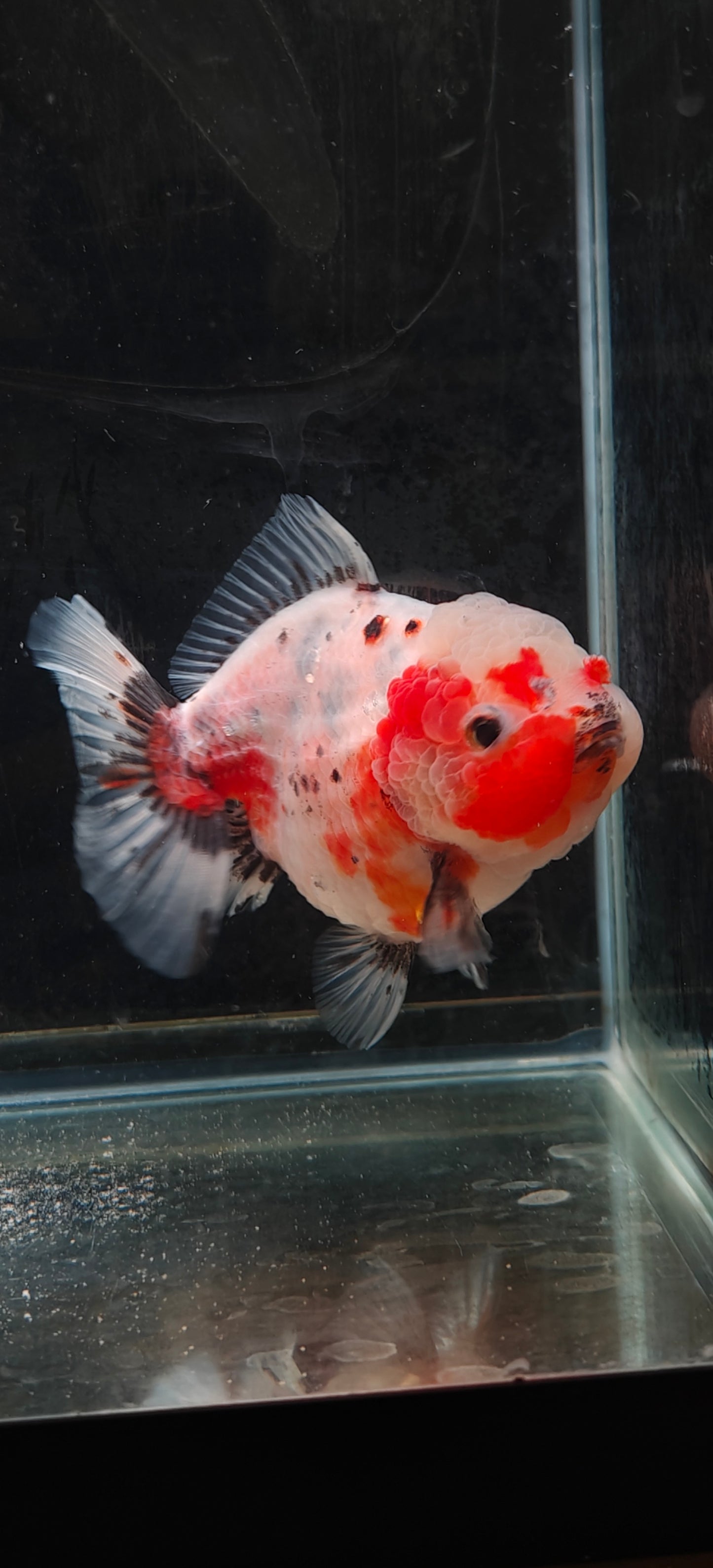 SHOGUN Calico ORANDA Male 5in
