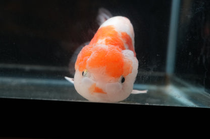 Red White LIONCHU 4.75in Male