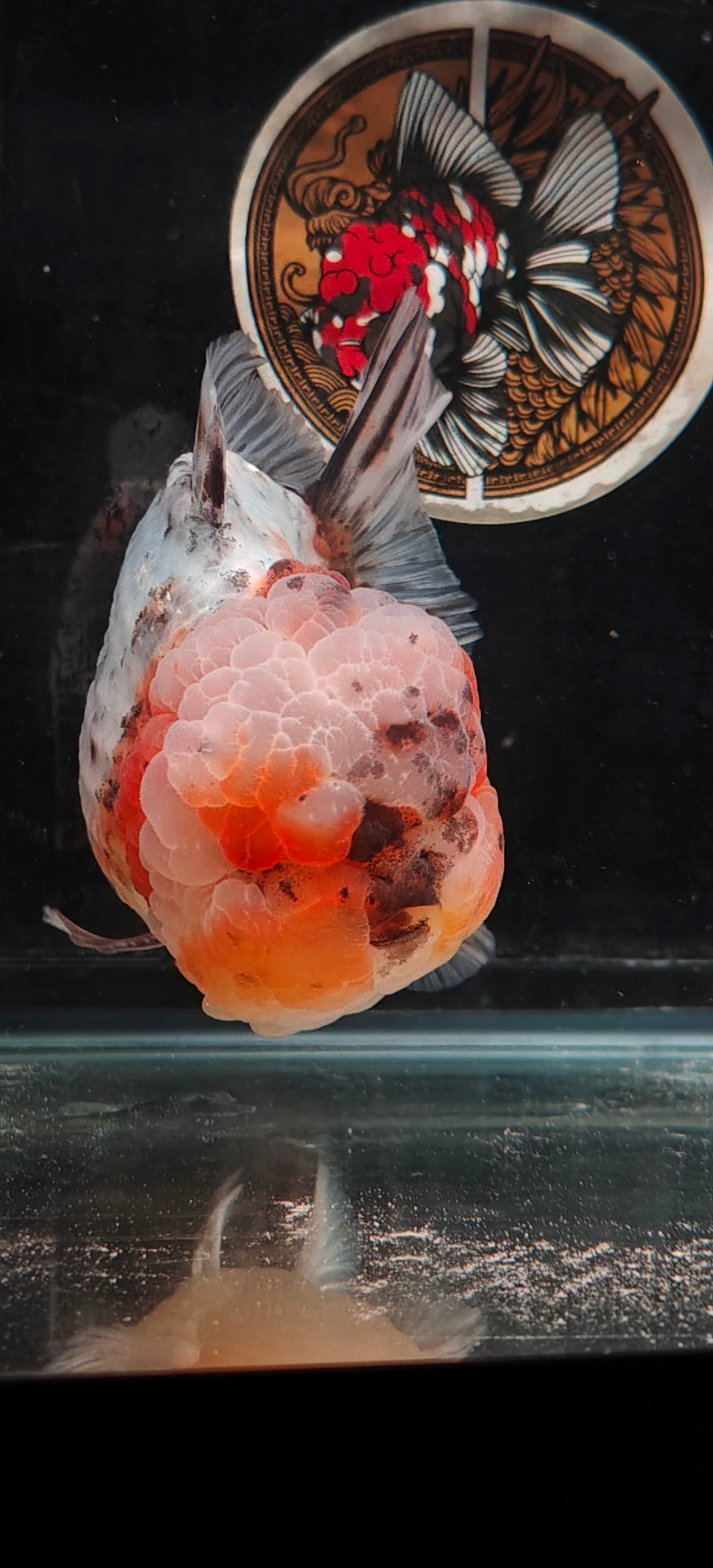 SHOGUN Super Chubby Face ORANDA Male 5.5in