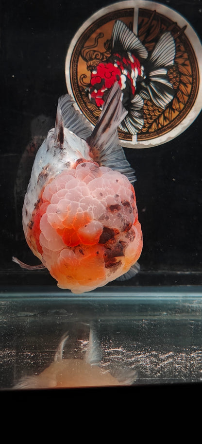 SHOGUN Super Chubby Face ORANDA Male 5.5in