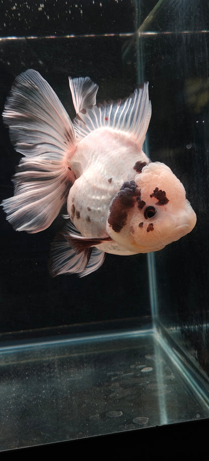 White Panda ORANDA Male 5.5in