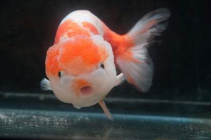Red White LIONCHU 4.75in Male
