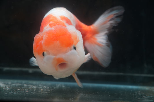 Red White LIONCHU 4.75in Male