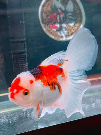 Candy Colors ORANDA 5in Female