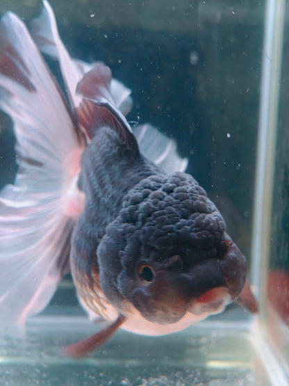 Orchid Tails Panda ORANDA 5in Female