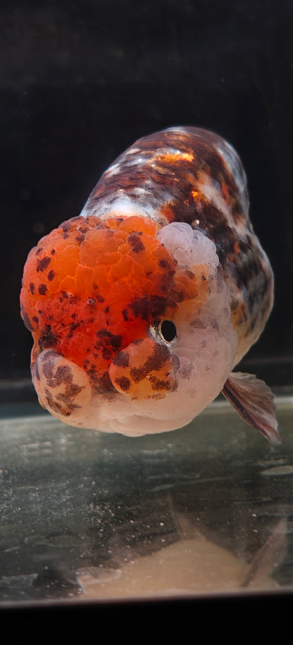 Calico LIONCHU 5.5in Female