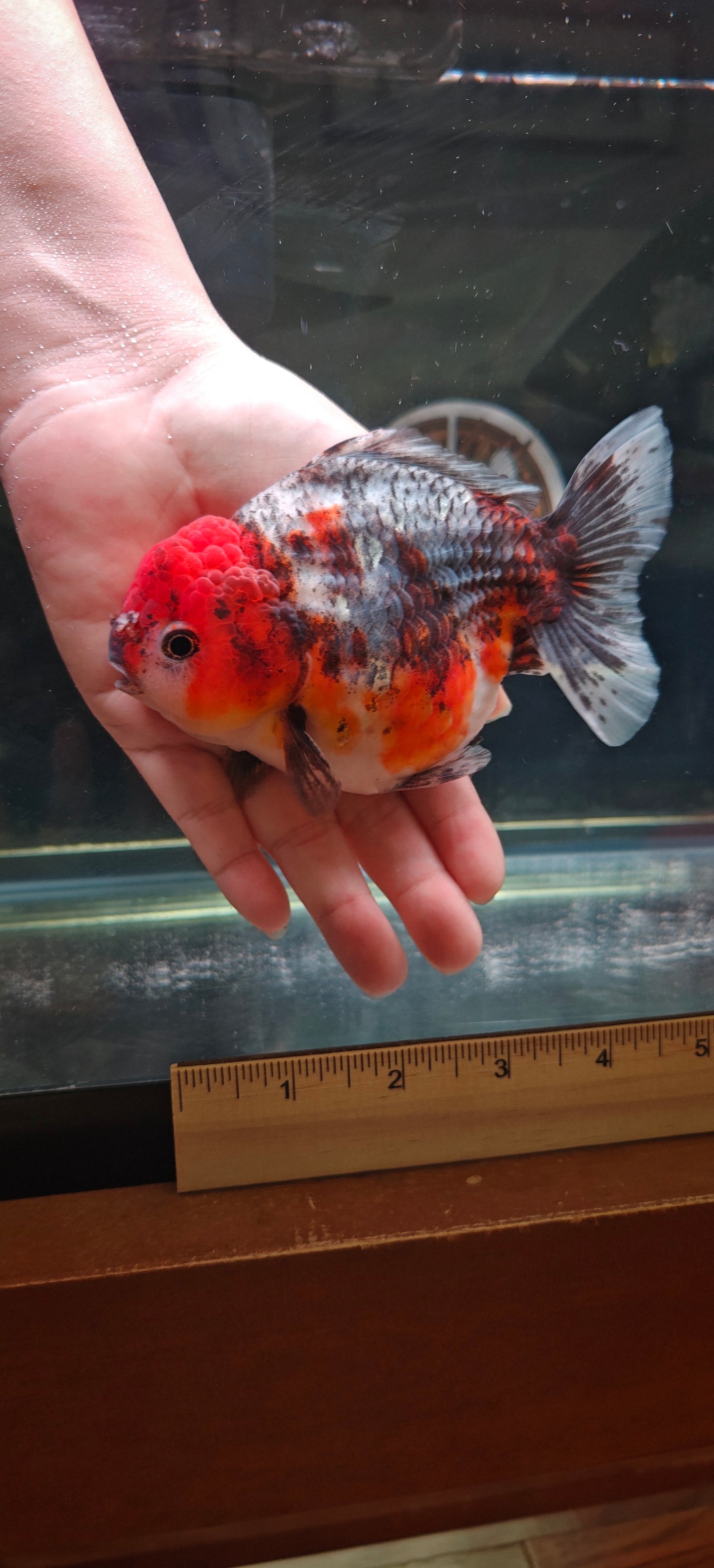 SHOGUN Red Head Calico ORANDA Male 4.5in