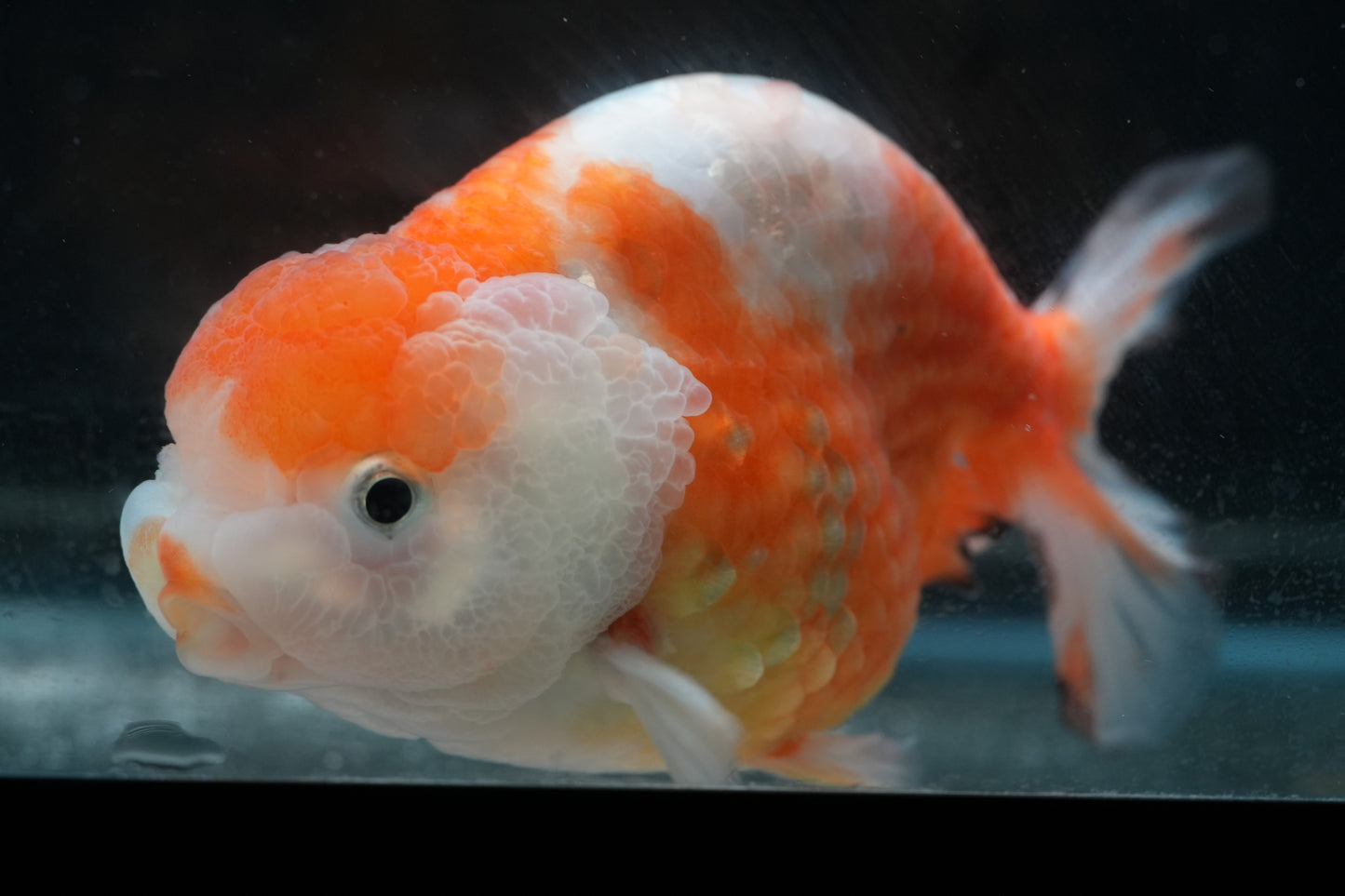 Red White LIONCHU 4.75in Male