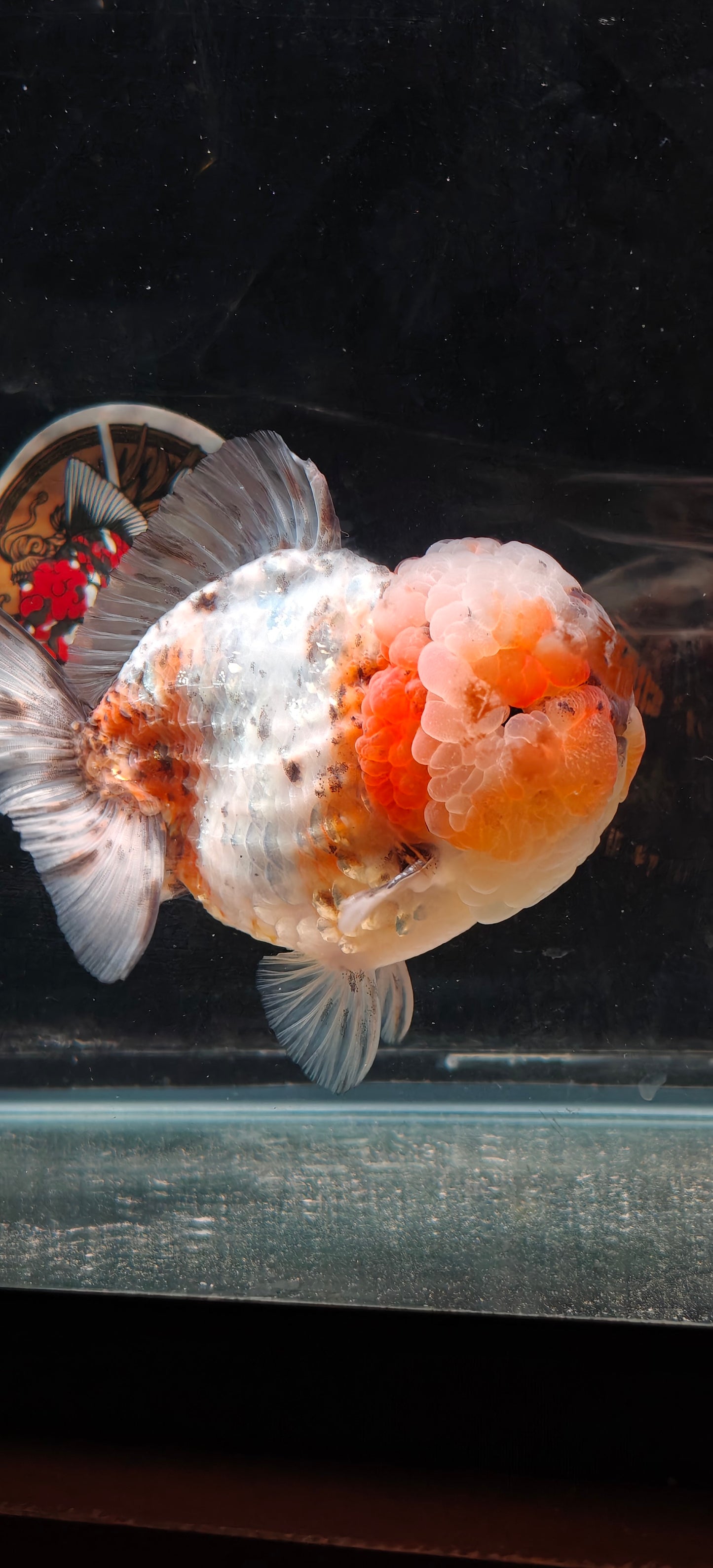 SHOGUN Super Chubby Face ORANDA Male 5.5in