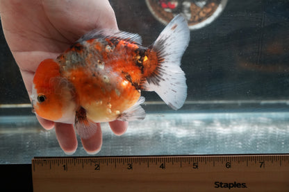 SHOGUN Calico ORANDA Male 4.5in