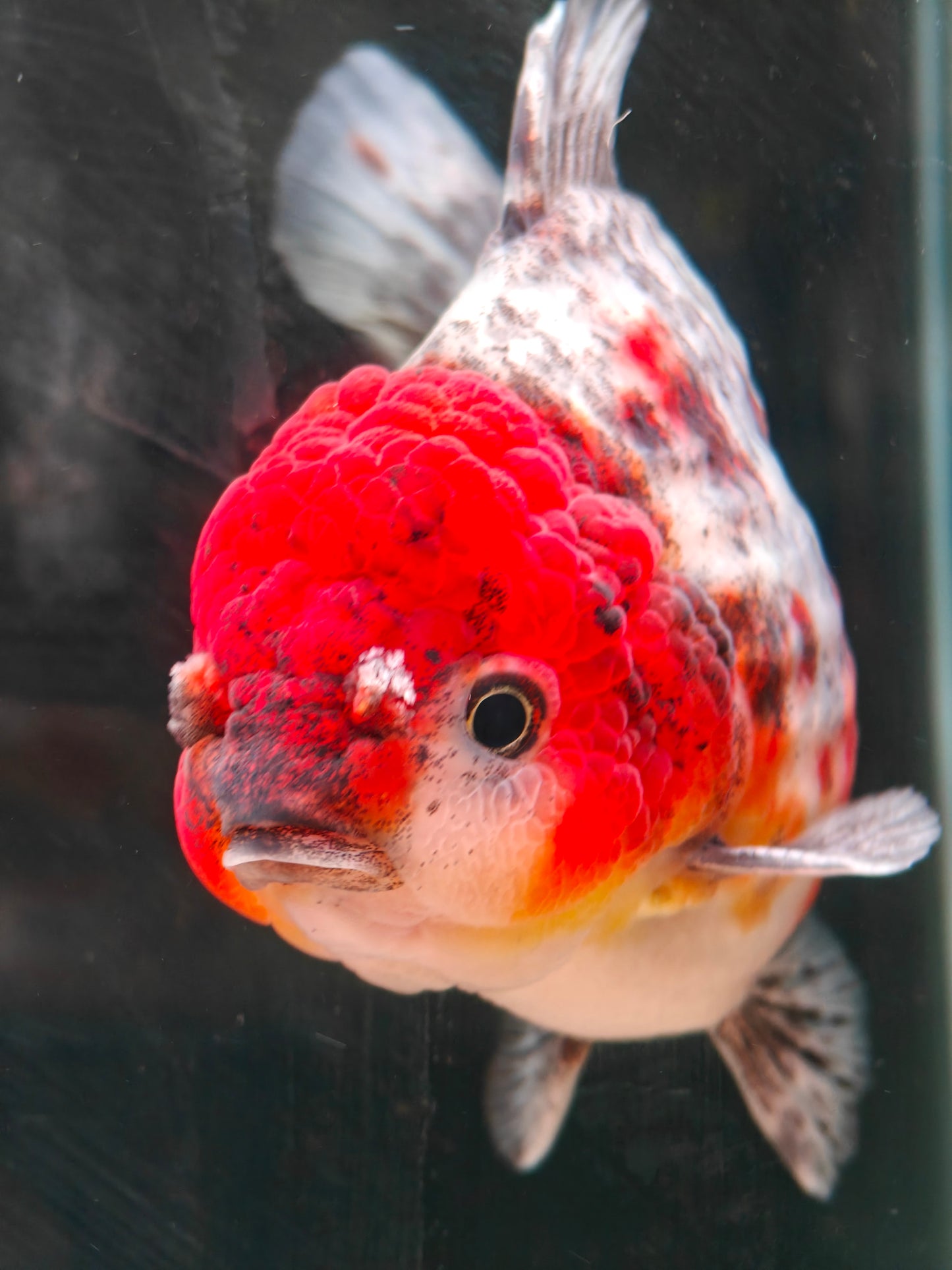 SHOGUN Red Head Calico ORANDA Male 4.5in
