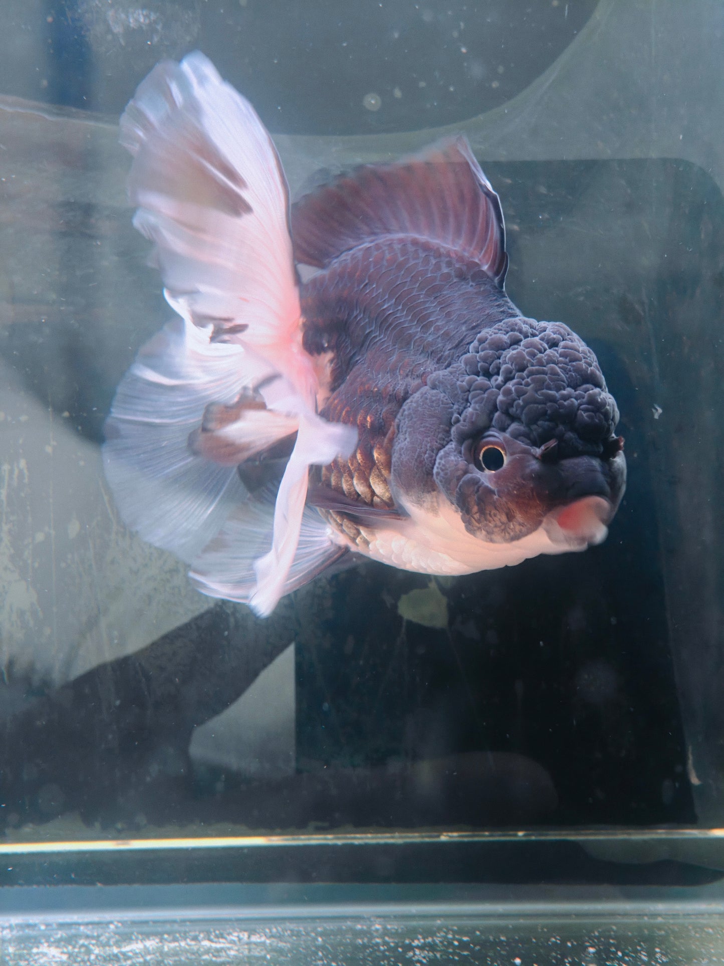 Orchid Tails Panda ORANDA 5in Female