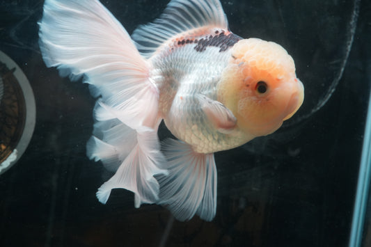 White Panda ORANDA Male 5.75in