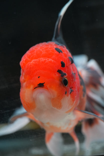 Tricolor ORANDA Male 5in