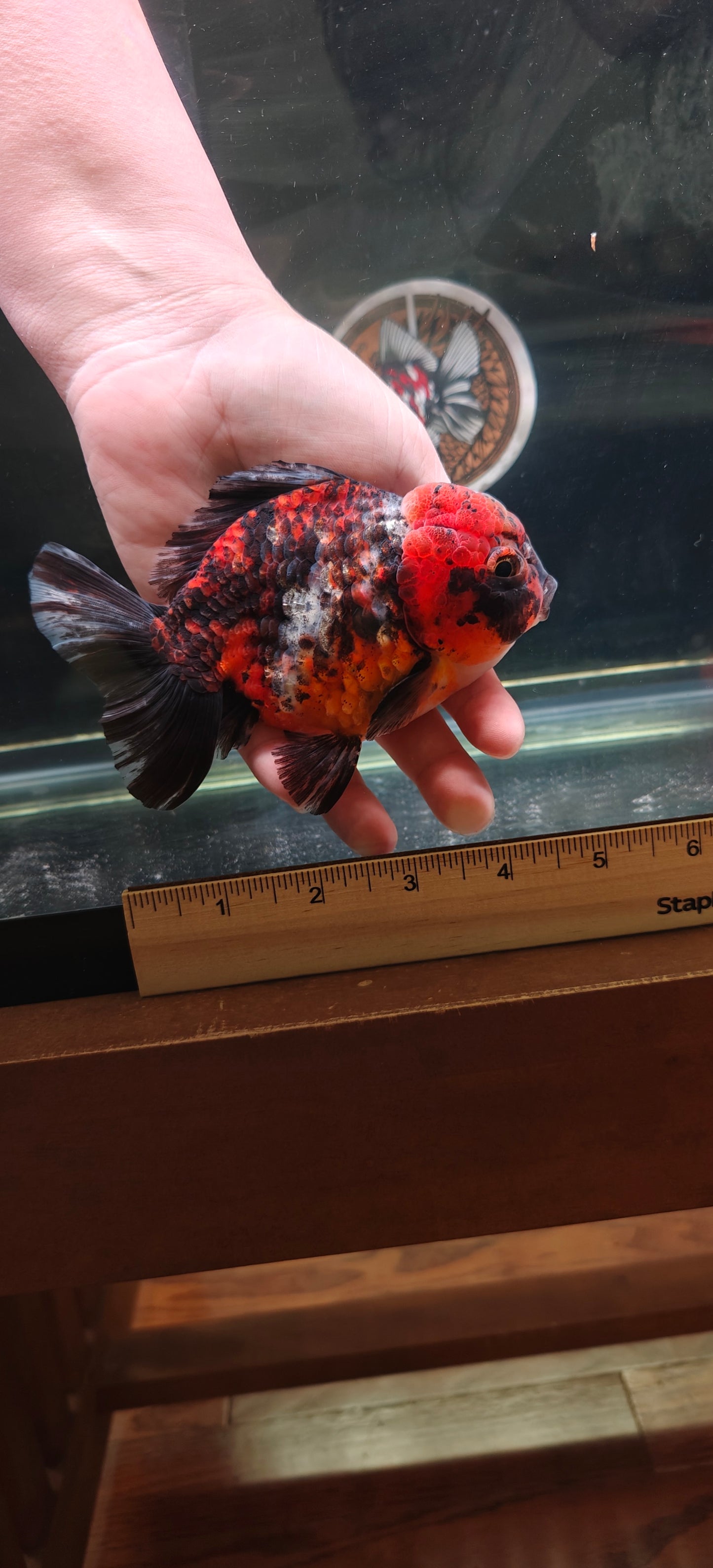 SHOGUN Two Face Tiger ORANDA Male 5in