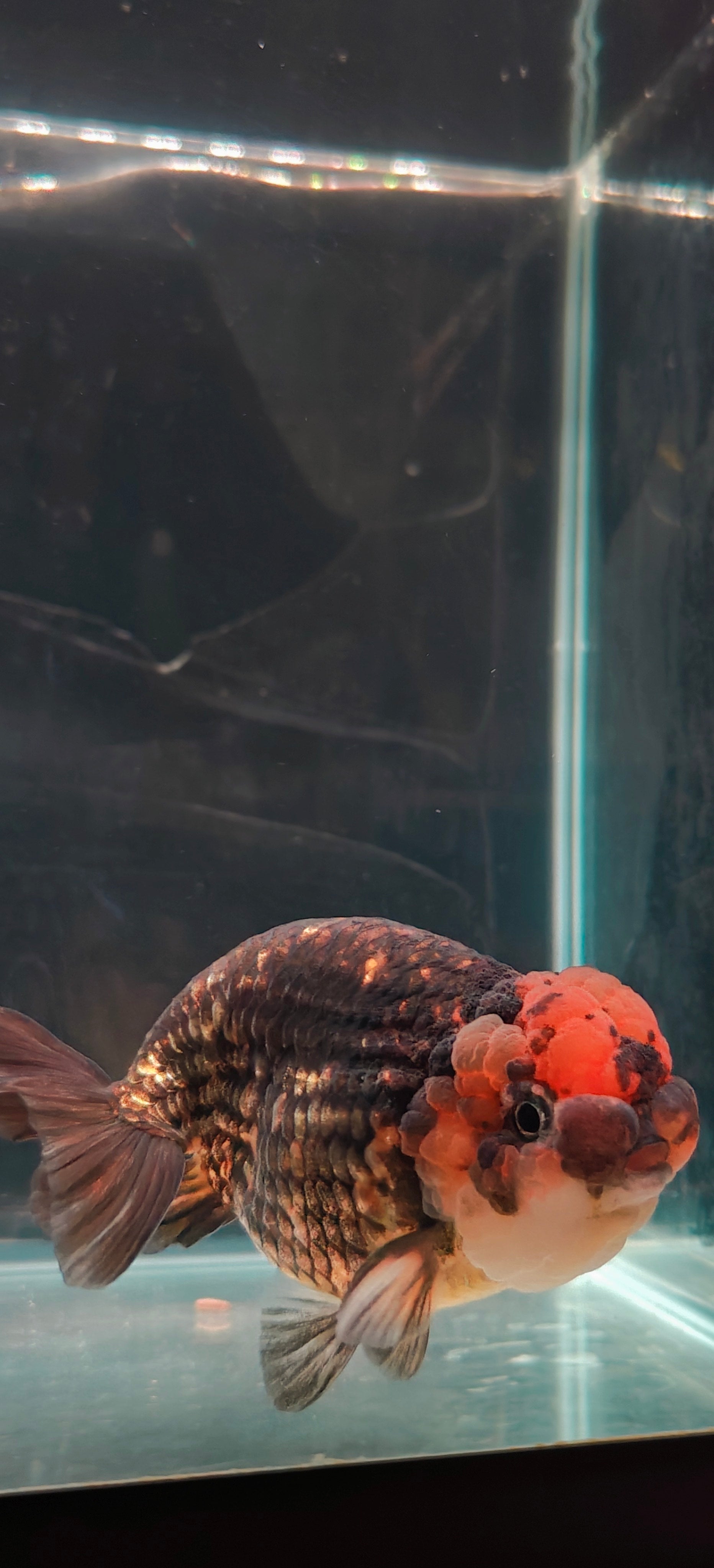 Tiger Calico Big Jelly Ranchu 4in Male – Tsugi Goldfish