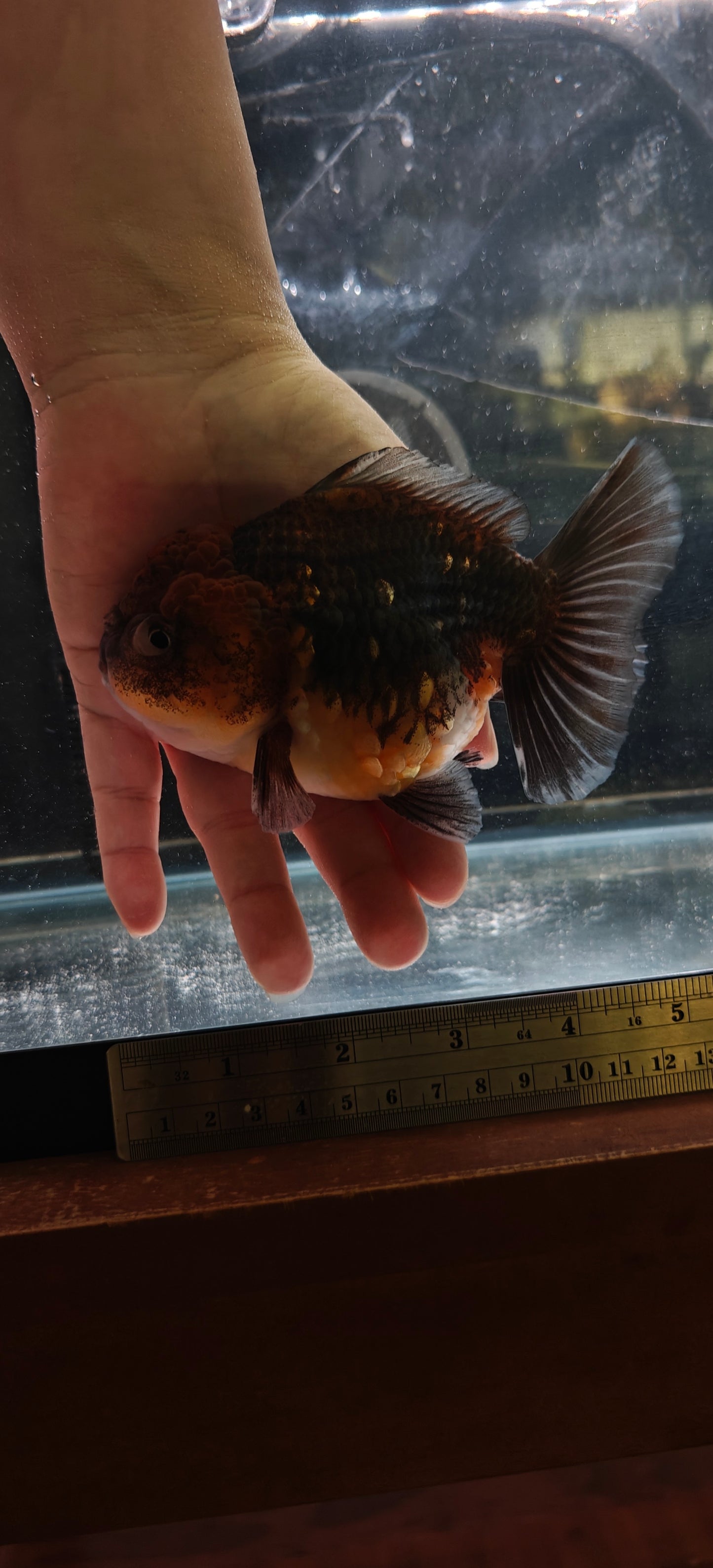 SHOGUN Apache ORANDA Male 4.5in