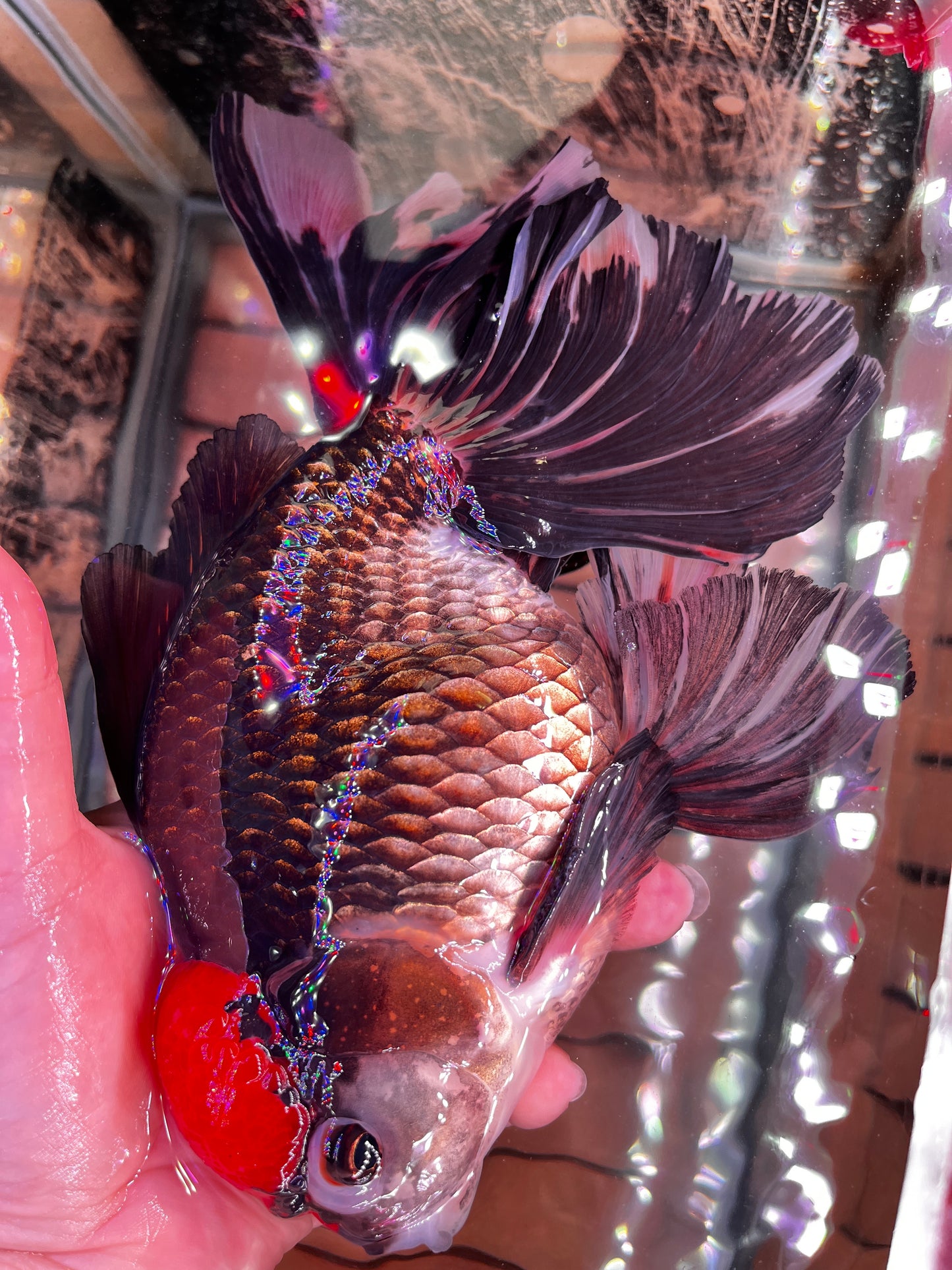 Black Panda Red Cap ORANDA Female 7in