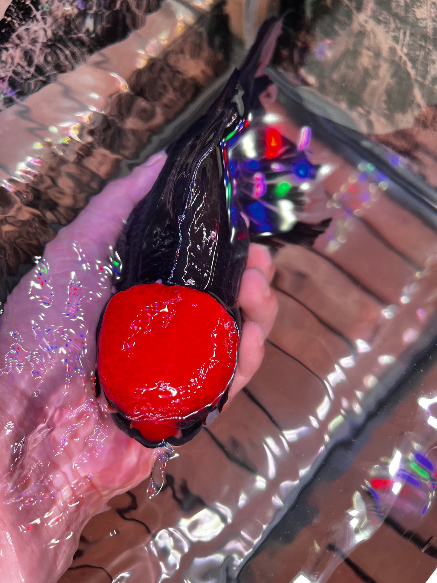 Black Panda Red Cap ORANDA Female 7in