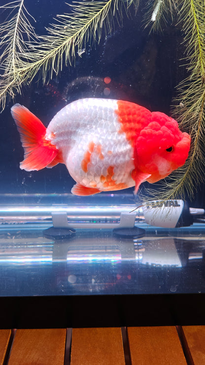 Big Jelly Big Bone Red White LIONCHU 5in Female