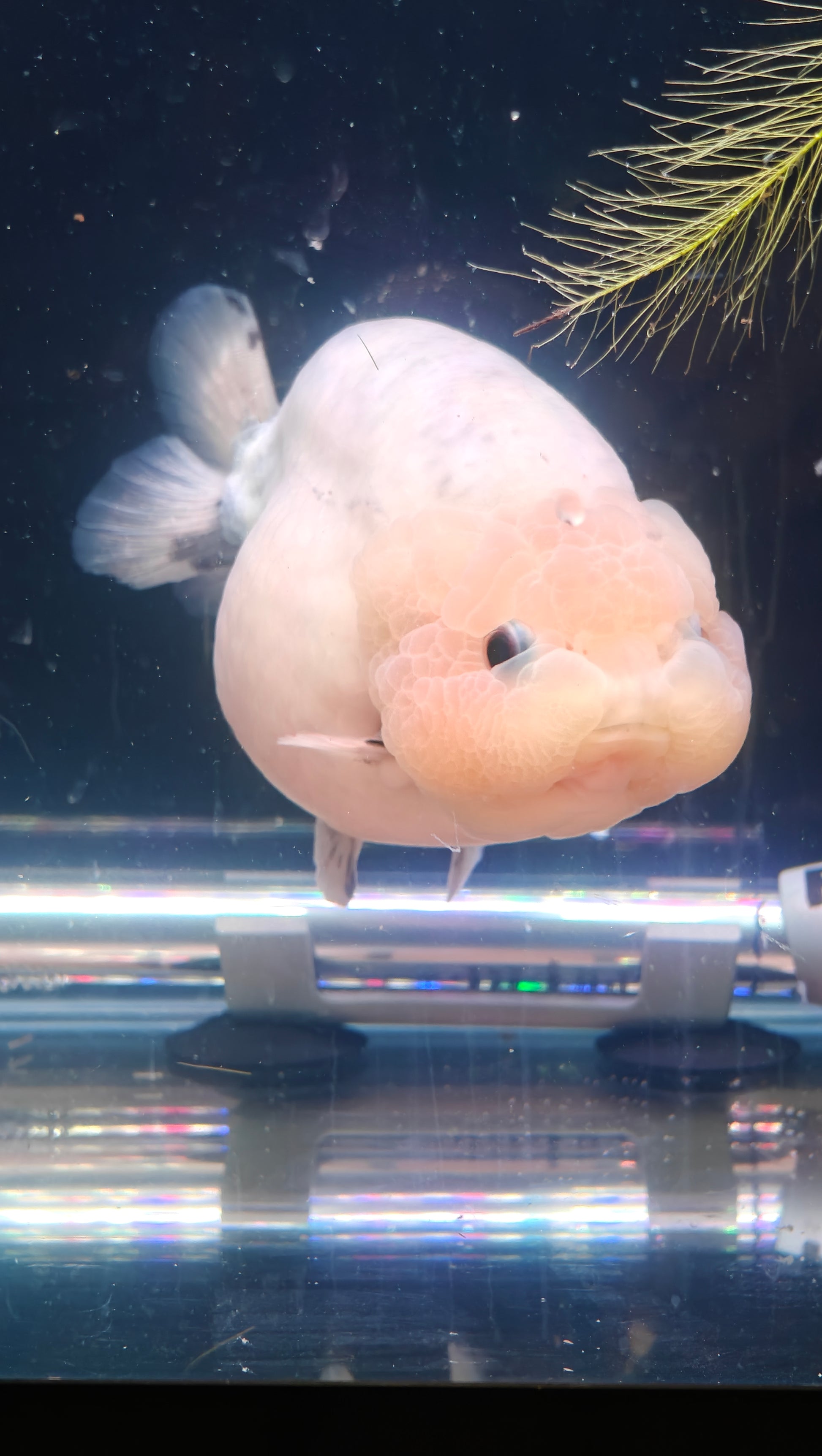 Lemon Head Black Button Eye White Rabbit LIONCHU 4.5in Male – Tsugi Goldfish